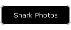 Shark Photos